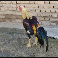 خروس لاری