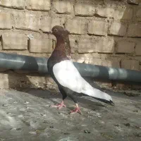 سینه تافته ای ماده