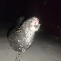 خروس گلین چهل تاج معاوضه