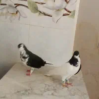 یک جفت کفتر نر و ماده