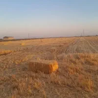 کلش جو ۲۵۰ پرس