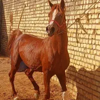 خرید وفروش اسب  نریان مادیان کره