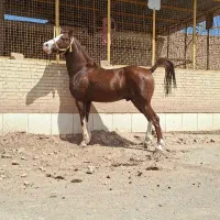 نریان و مادیان فروشی درهشور