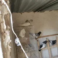 کفتر کبوتر