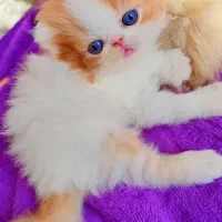 اشرافی های پرشین(اگزوتیک)