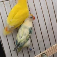 جفت کوتوله با تخم