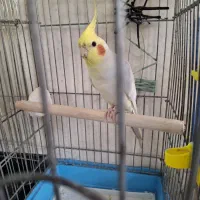 عروس هلندی