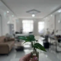 اجاره لاین میکاپ ،شنیون،فشیال و‌ دیگر لاین ها