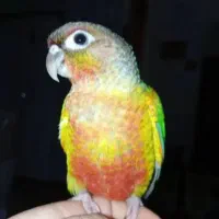 طوطی گرینچیک . کوتوله سبز