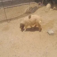 ۱۵راس بره شیری ریز قلم جفتی ۵۴کیلو