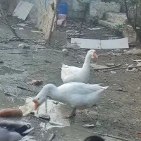 قوقاز لیندا جفت