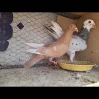 کبوتر  نرو ماده
