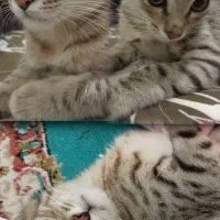 گربه