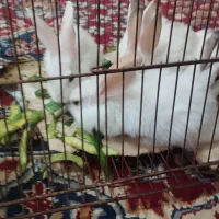 خرگوش|موش و خرگوش|زابل, |دیوار