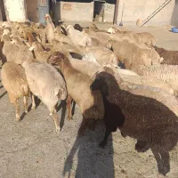 بره میش گوسفند