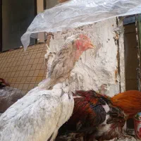مرغ لاری کرچ