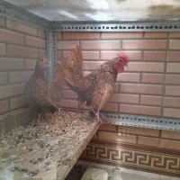 سبرایت دومرغ یه خروس