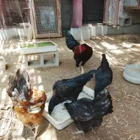 مرغ وخروس محلی.  قیمت توافقی
