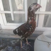 نیمچه گلین فول