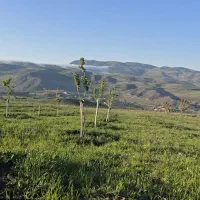 فروش باغ سند دار محصور