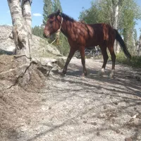کره اسب