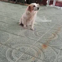 سگ پامرامین پاکوتاه