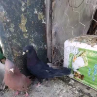 طوقی سرخ زاغ فنچ مولد