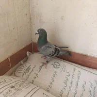 عربستان ماده هزار. نشسته مقام دار