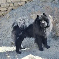 معاوضه فق با پامر