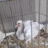 جوجه کبوتر درجه یک آماده دستی