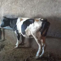 دو عدد گاو و گوساله