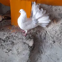 جوجه جیر دم چتر طوسی گردن لرزون