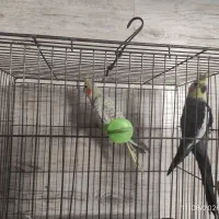عروس هلندی با قفس