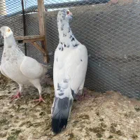 جفت آلمانی درجه یک