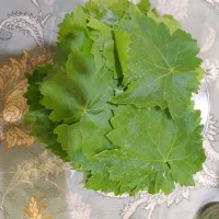 برگ انگور|خوردنی و آشامیدنی|راز وجرگلان, |دیوار