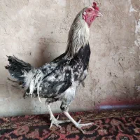 خروس دورگ|حیوانات مزرعه|قم, بوستان جوان|دیوار