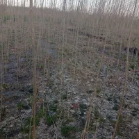 نهال صنوبر سریع الرشد نهال  ازگیل ژاپنی