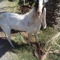 نری گلابی