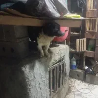سگ پا کوتاه