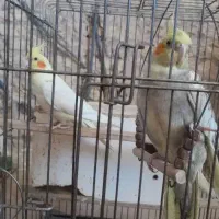 هلندی جفت