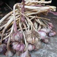 فروش سیرمحلی