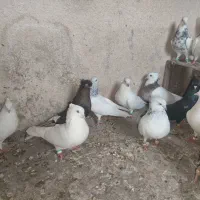 کفتر