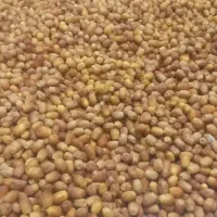 خسبک درجه یک کلیویی ۲۰۰تومن