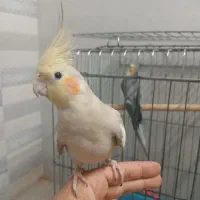 یک جفت عروس هلندی