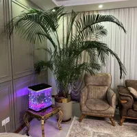 گل و گیاه نخل اریکا