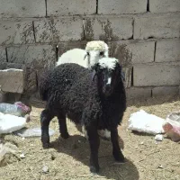 5عدد بره نره