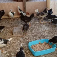 مرغ گلین