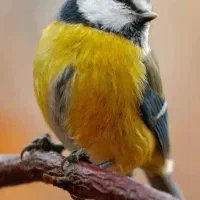 پذیرش پرنده مشکل دار هستم