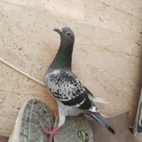 کبوتر ماده پرسفید مسافتی
