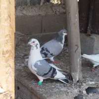 معاوضه کبوتر..